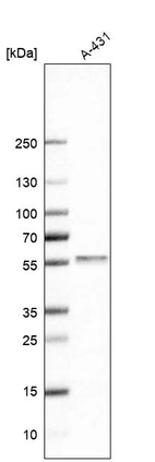 Western blot analysis in human cell line A-431.