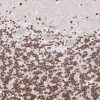 Anti-CHTOP Antibody