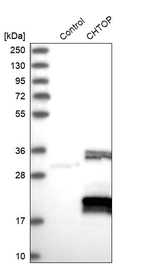 Western blot analysis in control (vector only transfected HEK293T lysate) and CHTOP over-expression lysate (Co-expressed with a C-terminal myc-DDK tag (~3.1 kDa) in mammalian HEK293T cells, LY414453).