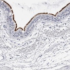 Anti-ERICH3 Antibody