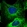 Anti-GBP5 Antibody