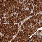 Anti-FAM129A Antibody
