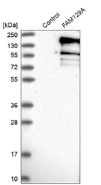 Western blot analysis in control (vector only transfected HEK293T lysate) and FAM129A over-expression lysate (Co-expressed with a C-terminal myc-DDK tag (~3.1 kDa) in mammalian HEK293T cells, LY409367).