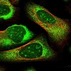 Immunofluorescent staining of human cell line U-2 OS shows localization to nucleoli & cytosol.