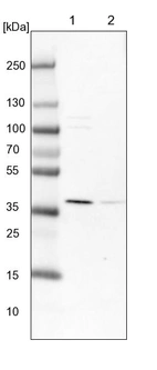 Lane 1: NIH-3T3 cell lysate (Mouse embryonic fibroblast cells)_br/_Lane 2: NBT-II cell lysate (Rat Wistar bladder tumour cells)
