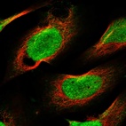 Immunofluorescent staining of human cell line U-2 OS shows localization to nucleoplasm.
