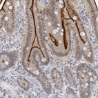 Immunohistochemical staining of human duodenum shows strong positivity in apical membrane in glandular cells.