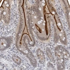 Immunohistochemical staining of human duodenum shows strong positivity in apical membrane in glandular cells.