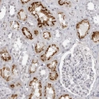 Immunohistochemical staining of human kidney shows strong positivity in luminal membrane in cells in tubules.