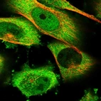 Immunofluorescent staining of human cell line U-251 MG shows localization to nucleoplasm & cytosol.