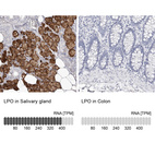 Anti-LPO Antibody