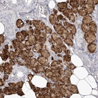 Immunohistochemical staining of human salivary gland shows high expression.