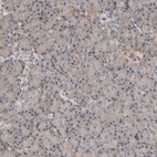 Immunohistochemical staining of human pancreas shows weak cytoplasmic positivity in exocrine glandular cells.