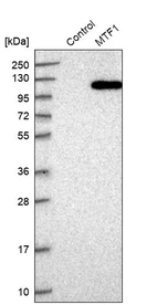 Western blot analysis in control (vector only transfected HEK293T lysate) and MTF1 over-expression lysate (Co-expressed with a C-terminal myc-DDK tag (~3.1 kDa) in mammalian HEK293T cells, LY401804).