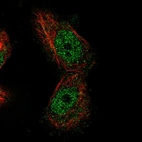 Immunofluorescent staining of human cell line U-251 MG shows localization to nucleoplasm.