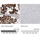 Anti-CA6 Antibody