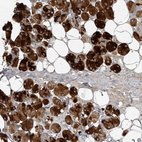 Immunohistochemical staining of human salivary gland shows strong cytoplasmic positivity in glandular cells.