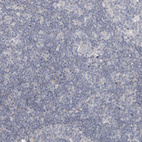 Immunohistochemical staining of human lymph node shows no positivity in non-germinal center cells as expected.