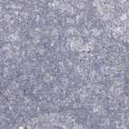 Immunohistochemical staining of human lymph node shows no positivity in non-germinal center cells as expected.