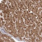 Anti-GPR157 Antibody