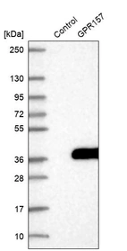 Western blot analysis in control (vector only transfected HEK293T lysate) and GPR157 over-expression lysate (Co-expressed with a C-terminal myc-DDK tag (~3.1 kDa) in mammalian HEK293T cells, LY410940).