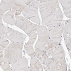 Immunohistochemical staining of human skeletal muscle shows low expression as expected.