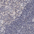 Immunohistochemical staining of human lymph node using Anti-ANXA9 antibody HPA028698.