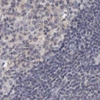 Immunohistochemical staining of human lymph node using Anti-ANXA9 antibody HPA028698.