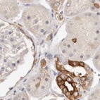 Immunohistochemical staining of human kidney using Anti-ANXA9 antibody HPA028698.