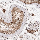 Anti-SEC14L1 Antibody