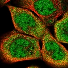 Immunofluorescent staining of human cell line A-431 shows localization to nucleoplasm & cytosol.