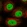 Anti-GTF2F1 Antibody