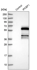 Western blot analysis in control (vector only transfected HEK293T lysate) and IPCEF1 over-expression lysate (Co-expressed with a C-terminal myc-DDK tag (~3.1 kDa) in mammalian HEK293T cells, LY414468).