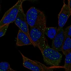 Anti-IPCEF1 Antibody