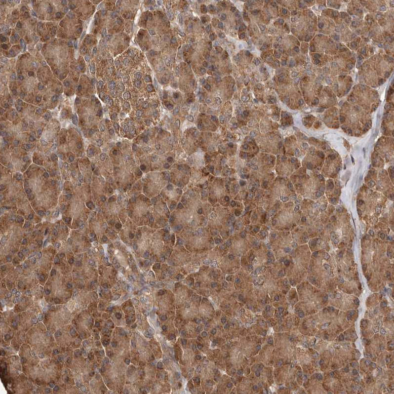 Anti-RWDD1 Antibody