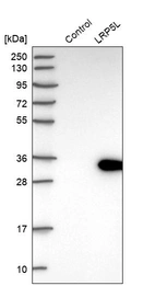 Western blot analysis in control (vector only transfected HEK293T lysate) and LRP5L over-expression lysate (Co-expressed with a C-terminal myc-DDK tag (~3.1 kDa) in mammalian HEK293T cells, LY405514).