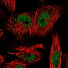 Immunofluorescent staining of human cell line U-251 MG shows localization to nucleoplasm.