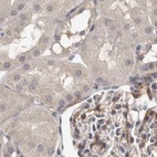Immunohistochemical staining of human kidney using Anti-UFC1 antibody HPA028722.