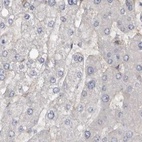 Immunohistochemical staining of human liver using Anti-UFC1 antibody HPA028722.
