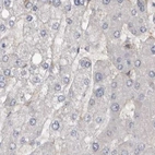 Immunohistochemical staining of human liver using Anti-UFC1 antibody HPA028722.