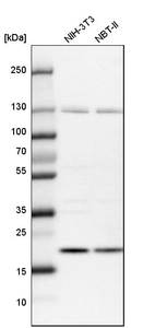 Western blot analysis in mouse cell line NIH-3T3 and rat cell line NBT-II.