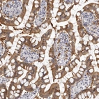 Immunohistochemical staining of human small intestine shows high expression.
