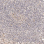 Immunohistochemical staining of human lymph node shows only very weak positivity in lymphoid cells.