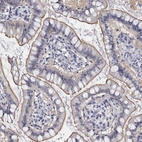 Immunohistochemical staining of human small intestine shows moderate positivity in apical membrane in glandular cells.