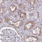 Immunohistochemical staining of human kidney shows moderate to strong positivity in cells in tubules.
