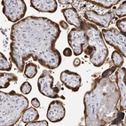 Immunohistochemical staining of human placenta shows high expression.