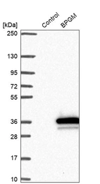 Western blot analysis in control (vector only transfected HEK293T lysate) and BPGM over-expression lysate (Co-expressed with a C-terminal myc-DDK tag (~3.1 kDa) in mammalian HEK293T cells, LY419780).