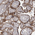 Immunohistochemical staining of human placenta shows strong cytoplasmic positivity in trophoblastic cells.