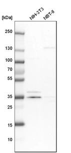 Western blot analysis in mouse cell line NIH-3T3 and rat cell line NBT-II.