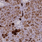 Anti-FAM117B Antibody